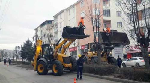 Eskişehir'de ağaçlara kış bakımı