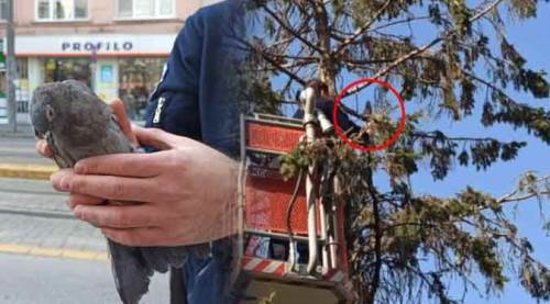 Eskişehir'de ağaçta asılı kalınca...
