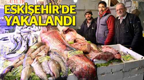 Eskişehir'de ağlara takıldı