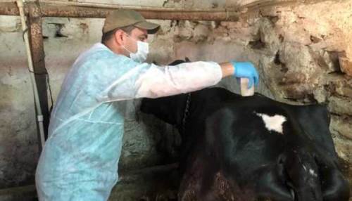 Eskişehir’de ahır ve ağılda sağlık hizmeti devam ediyor