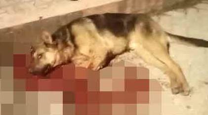 Eskişehir'de akıl almaz vicdansızlık! Çarptı, ölüme terk etti!