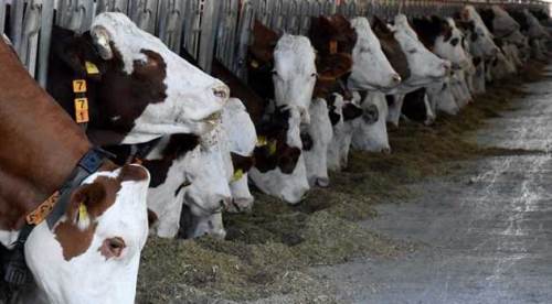 Eskişehir’de akılalmaz dolandırıcılık: Milyonluk hayvan satışında şok