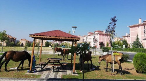 Eskişehir'de alışılmadık görüntü
