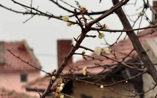 Eskişehir’de Aralık ayında hayrete düşüren görüntü