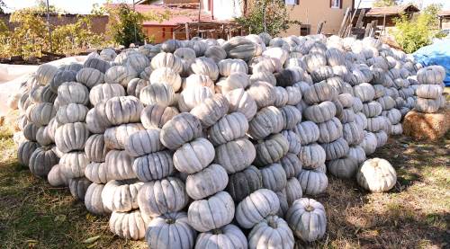 Eskişehir'de ata tohumu bal kabağı hasadı başladı!