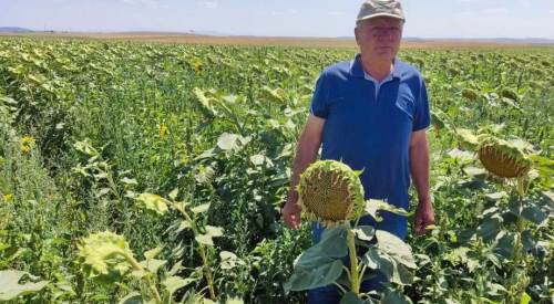 Eskişehir'de ayçiçek üretiminden beklenti yüksek!
