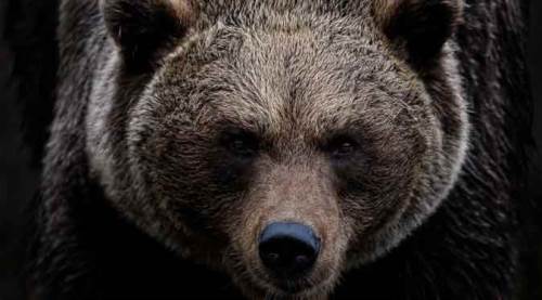 Eskişehir'de ayı saldırısına uğradı: Akıl almaz olay!