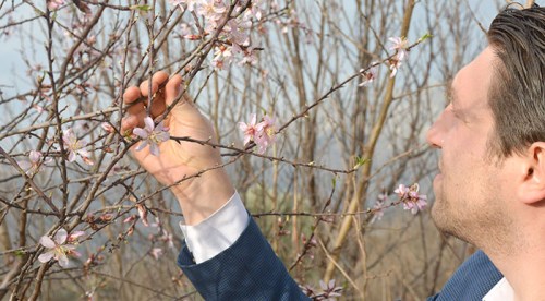 Eskişehir'de badem ağaçları çiçek açtı