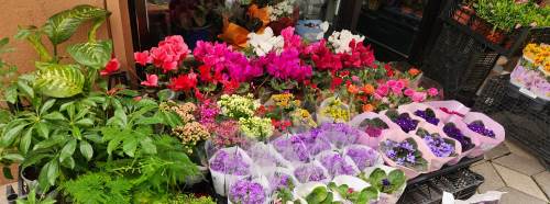 Eskişehir’de bahar gelince çiçeklere yoğun ilgi başladı