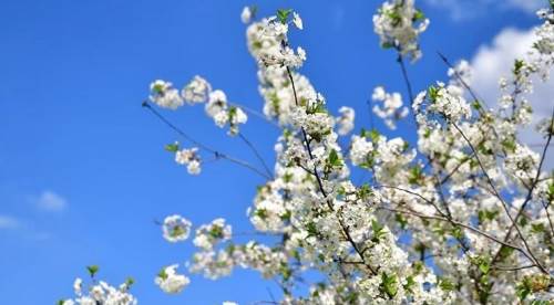 Eskişehir’de bahar havası: Sıcaklık yükseliyor!