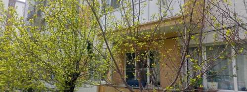 Eskişehir’de baharla birlikte ağaçlar canlandı