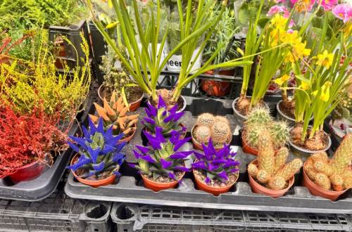 Eskişehir'de bakımı kolay olan kaktüslere ilgi arttı