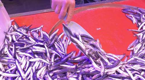 Eskişehir'de balık fiyatları: Hamsi tezgahın yıldızı oldu