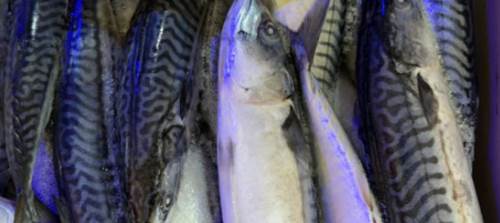 Eskişehir’de balık fiyatları hayal kırıklığı