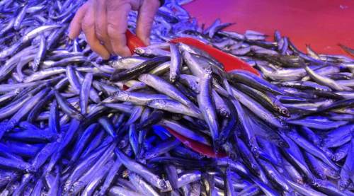 Eskişehir'de balık fiyatları ne kadar oldu? En çok satılan balık...