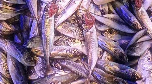 Eskişehir'de balık fiyatları vatandaşları tezgahlara çekti!