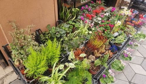 Eskişehir'de balkonlarınıza renk katacak kolay bakımlı çiçekler