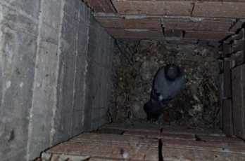 Eskişehir'de başarılı kurtarma operasyonu: Aç susuz 4 gündür bekliyordu...