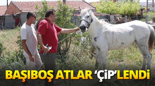 Eskişehir'de başıboş atlara çip takıldı