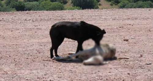 Eskişehir'de başıboş köpekler koyun sürüsüne saldırdı