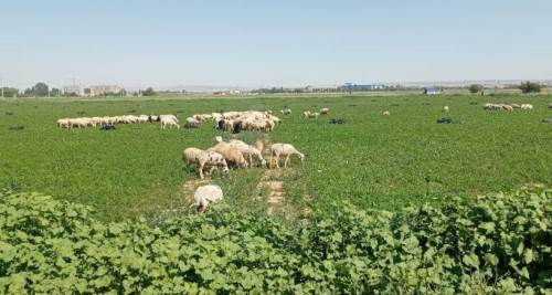 Eskişehir'de bayram krize neden oldu: Onlarca koyun...