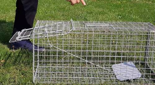 Eskişehir'de beklenmedik misafir: Mahalleye kapanlar kuruldu!