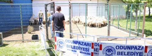 Eskişehir'de belediyenin ücretsiz kurban kesim alanına vatandaştan tam not!