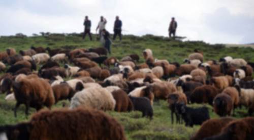 Eskişehir'de besiciyi bir de dolandırıcılar vurdu!