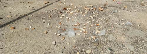 Eskişehir’de bilinçsizce atılan ekmekler tepki topladı