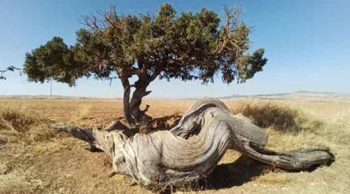 Eskişehir'de bir asırdır ayakta: Görenler fotoğraf çekmeden geçmiyor
