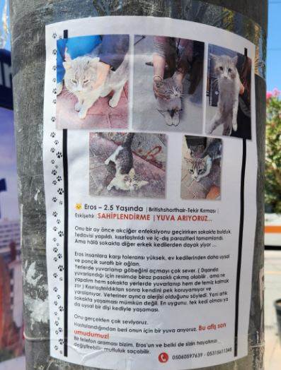 Eskişehir’de bir can yuva bekliyor