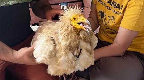 Eskişehir'de bırakılan akbabanın akıl almaz yolculuğu