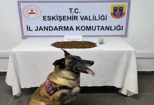 Eskişehir’de bonzai operasyonu: Şüpheli tutuklandı