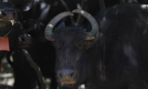 Eskişehir'de boynuzlarıyla ünlü olan manda görenleri şaşırtıyor