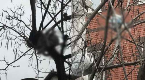 Eskişehir’de bu ağacı görenler hayrete düşüyor