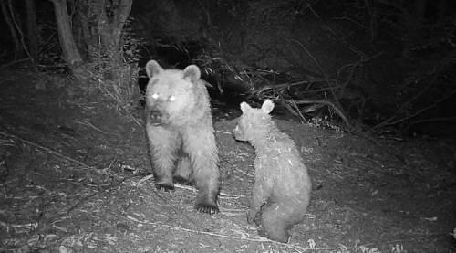 Eskişehir'de bu görüntüler neşe arttırır: Anne ayı ve yavrusu...