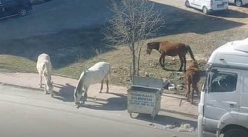 Eskişehir'de bu görüntüye çözüm bulunamıyor