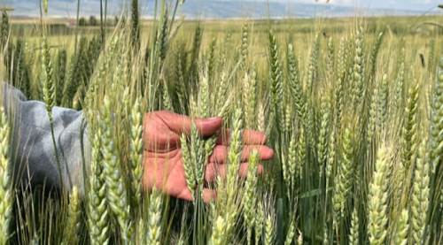  Eskişehir’de bu hastalık çiftçileri endişelendiriyor