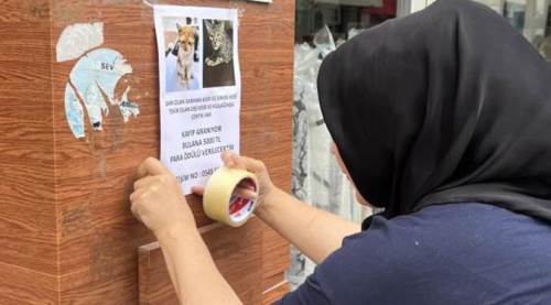 Eskişehir'de bu kedileri bulana para ödülü var!