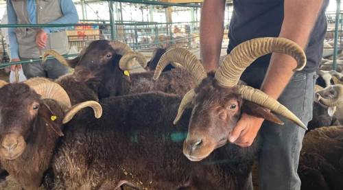 Eskişehir'de bu koçlar ilgileri üstüne topladı