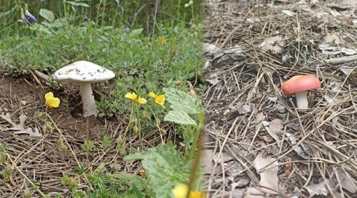 Eskişehir'de bu mantarlar için...