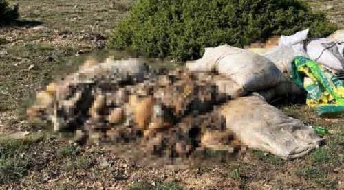 Eskişehir’de bu manzara “pes” dedirtti: Bir kamyonet dolusu kurban atığı...