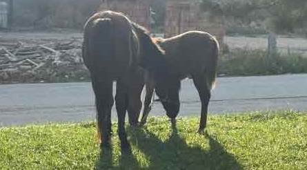 Eskişehir'de bu manzarayı her an siz de görebilirsiniz!