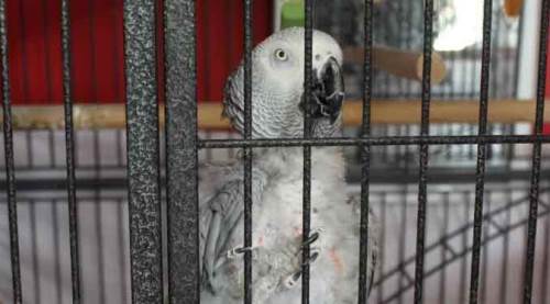 Eskişehir'de bu papağana verilen para dudak uçuklattı!