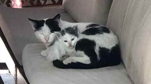 Eskişehir'de bu yavru kedi sayesinde...