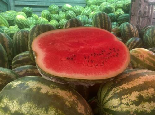 Eskişehir'de bu yaz karpuz satışlarından verim alınamadı