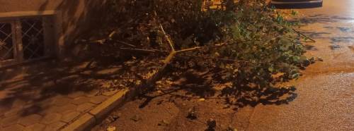 Eskişehir’de budanan ağaç dalları yolu kapattı