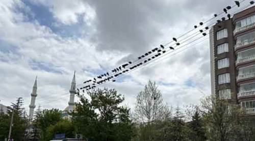 Eskişehir'de büfe yakınında ‘kırıntı nöbeti’ 