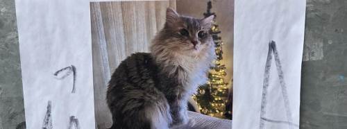 Eskişehir’de Bulut isimli kedi için yardım çağrısı