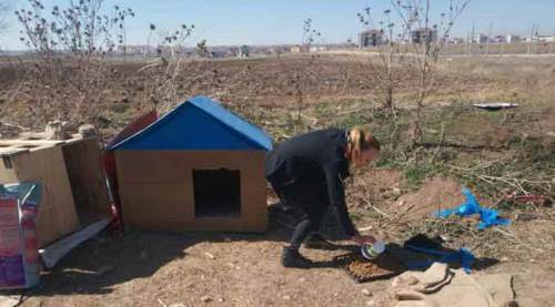 Eskişehir'de bunları da çaldılar, gören şok oldu!